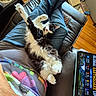 Frankie joined the competition — help win amazing prizes! cat, black_and_white, fluffy, lying_down, upside_down, paws_up, relaxed, indoor, lap, leather_chair, recliner, person, blue_jeans, colorful_clothing, wooden_floor, tablet, screen, home, pet, funny_pose