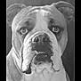 Buck participe au concours pour gagner de l'argent avec cette photo : animal, black_and_white, bulldog, canine, close_up, dog, ears, expression, eyes, face, headshot, indoor, isolated, looking_at_camera, mouth, nostrils, pet, portrait, studio, wrinkles