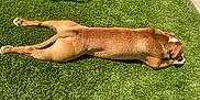 Buck a rejoint le concours — aidez-le/la à gagner de superbes lots ! accessories, animal, ball, boxer, bulldog, canine, chart, dog, grass, greatdane, hound, lawn, pet, pitbull, plant, policedog, sport, strap, tennis, tennisball