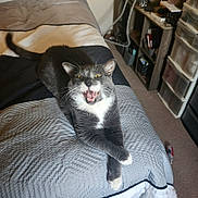 Ash joined the competition — help win amazing prizes! animal, bed, bedroom, blanket, cat, crossed_paws, cute, ears, funny, fur, gray_cat, home, indoor, open_mouth, pet, portrait, whiskers, white_chest, yawning, yellow_eyes