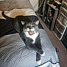 animal, bed, bedroom, blanket, cat, crossed_paws, cute, ears, funny, fur, gray_cat, home, indoor, open_mouth, pet, portrait, whiskers, white_chest, yawning, yellow_eyes