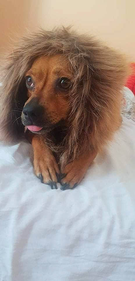 Simba