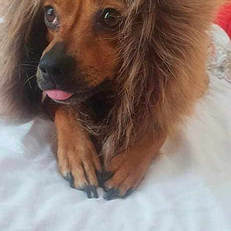 Simba