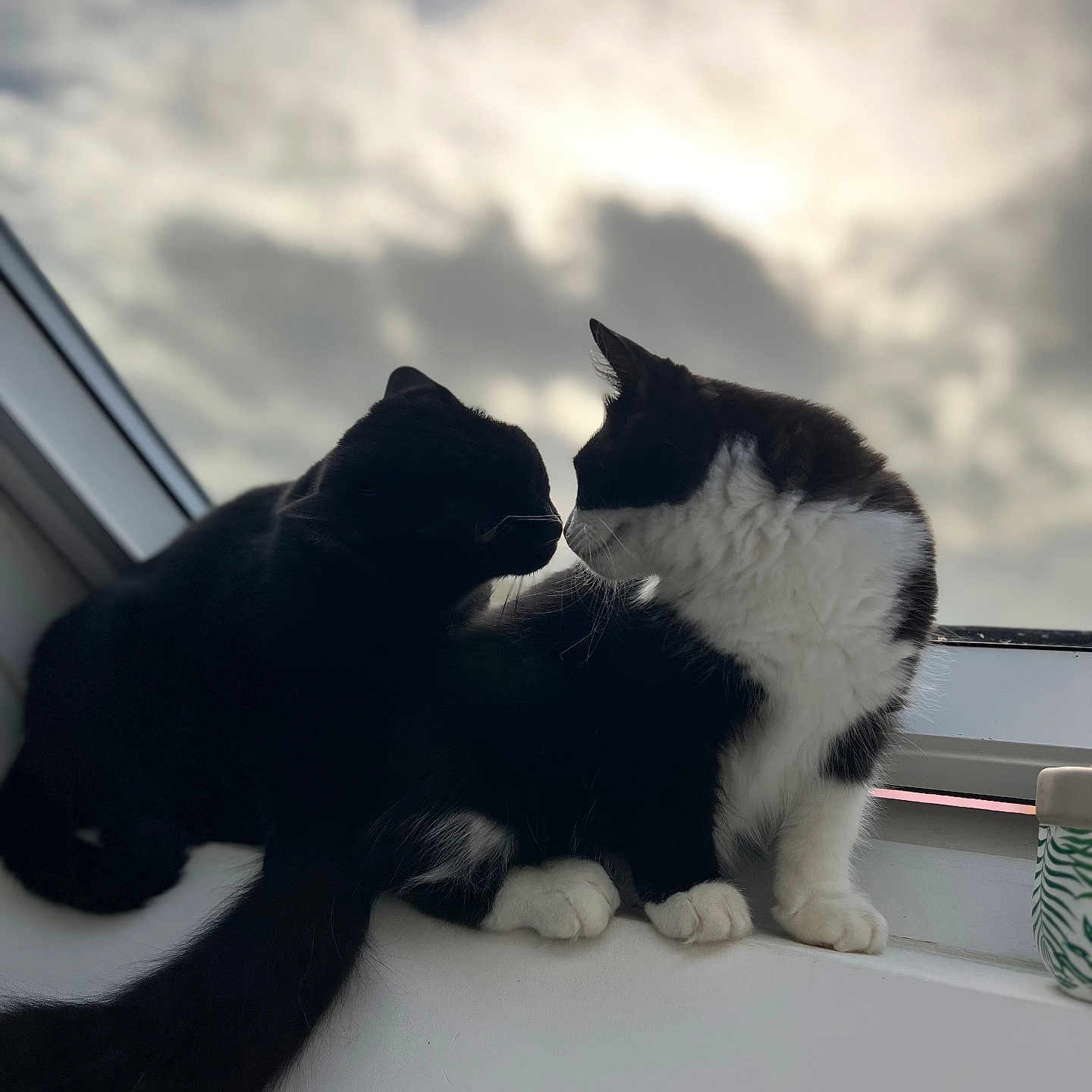 Poka Et Yami participe au concours pour gagner de l'argent avec cette photo : abyssinian, angora, animal, architecture, blackcat, building, cat, house, housing, kitten, manx, nature, outdoors, person, pet, siamese, silhouette, sky, sleeping, window
