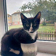 Sabbath is registered to the contest to win money with this photo: cat, kitten, black_and_white, windowsill, pot, indoor, curious, whiskers, face, ears, tail, outdoor_background, trees, buildings, daylight, feline, pet, small, cute, cozy