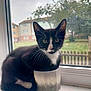cat, kitten, black_and_white, windowsill, pot, indoor, curious, whiskers, face, ears, tail, outdoor_background, trees, buildings, daylight, feline, pet, small, cute, cozy
