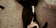 Sabbath is registered to the contest to win money with this photo: animal, black_and_white, carpet, cat, cute, feather, feline, fur, home, indoor, lying_down, mouse_toy, paw, pet, playful, relaxed, sleepy, tail, toy, whiskers