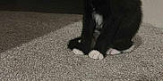 Sabbath joined the competition — help win amazing prizes! kitten, cat, black_and_white, carpet, indoor, pet, animal, washing_machine, floor, curious, small, whiskers, paws, young, domestic, feline, sitting, shadow, dim_light, household