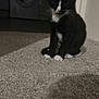 kitten, cat, black_and_white, carpet, indoor, pet, animal, washing_machine, floor, curious, small, whiskers, paws, young, domestic, feline, sitting, shadow, dim_light, household
