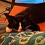 Sabbath is registered to the contest to win money with this photo: animal, black_and_white, blanket, cat, close_up, comfort, computer, cozy, domestic, fur, home, indoor, laptop, napping, pet, relaxation, resting, sleeping, table, whiskers