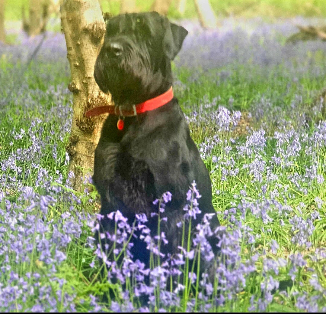 Albert joined the competition — help win amazing prizes! annual_plant, carnivore, companion_dog, dog, dog_breed, dog_collar, flower, flowering_plant, grass, grassland, groundcover, herbaceous_plant, liver, meadow, people_in_nature, plant, shrub, spring, tail, working_animal