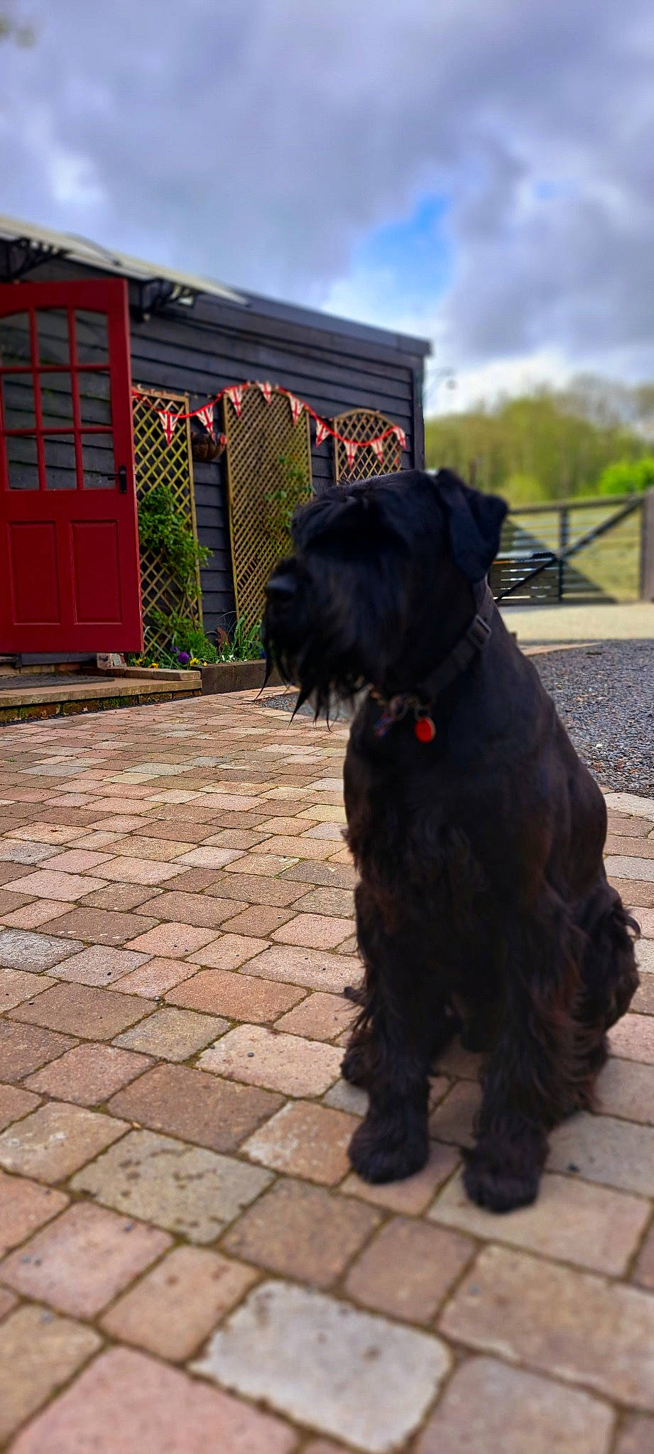 Albert is registered to the contest to win money with this photo: building, carnivore, cloud, collar, companion_dog, dog, dog_breed, dog_collar, door, fur, liver, plant, sky, sporting_group, tail, terrier, toy_dog, tree, water_dog, working_animal