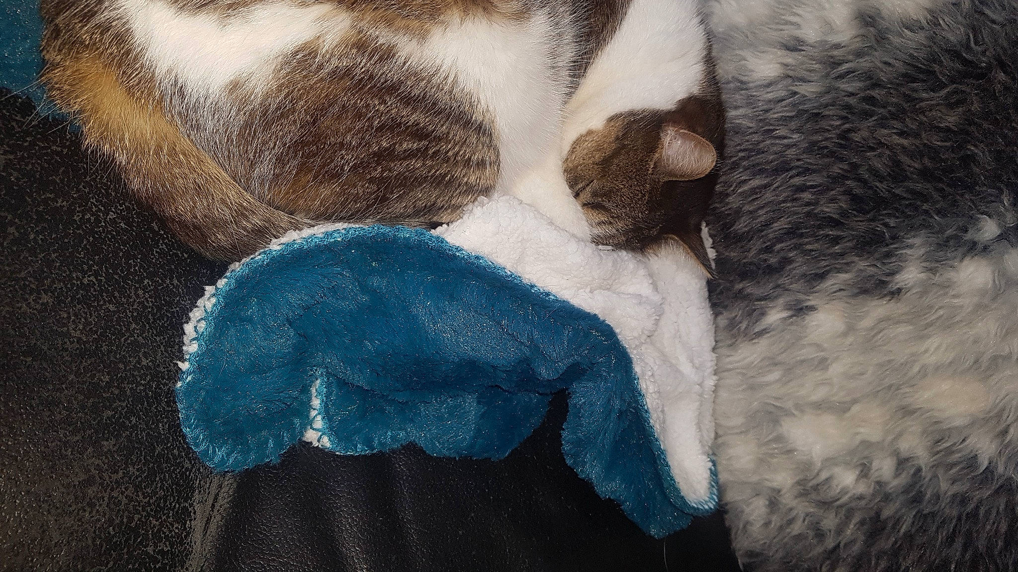 Moorea participe au concours pour gagner de l'argent avec cette photo : blue, fur, fur_clothing, snout, tail, textile
