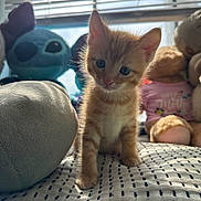 Kayce joined the competition — help win amazing prizes! kitten, cat, orange_tabby, blue_eyes, plush_toy, stuffed_animal, bed, blanket, window, blinds, sunlight, shadow, cute, pet, indoor, soft_toy, teddy_bear, stitch, cozy, curious