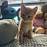 kitten, cat, orange_tabby, blue_eyes, plush_toy, stuffed_animal, bed, blanket, window, blinds, sunlight, shadow, cute, pet, indoor, soft_toy, teddy_bear, stitch, cozy, curious