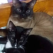 Miles is registered to the contest to win money with this photo: animal_face, bed, cat, closeup, companionship, cozy, domestic_animal, ears, feline, fur, indoor, pet, purple_curtain, resting, siamese_cat, sleepy, tuxedo_cat, two_animals, whiskers, wooden_headboard