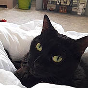 Maya participe au concours pour gagner de l'argent avec cette photo : animal_portrait, black_cat, blanket, cat, cozy, curious, cute, domestic_animal, fur, furniture, home_decor, indoor, living_room, pet, plant, relaxed, resting, television, whiskers, yellow_eyes