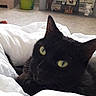 animal_portrait, black_cat, blanket, cat, cozy, curious, cute, domestic_animal, fur, furniture, home_decor, indoor, living_room, pet, plant, relaxed, resting, television, whiskers, yellow_eyes