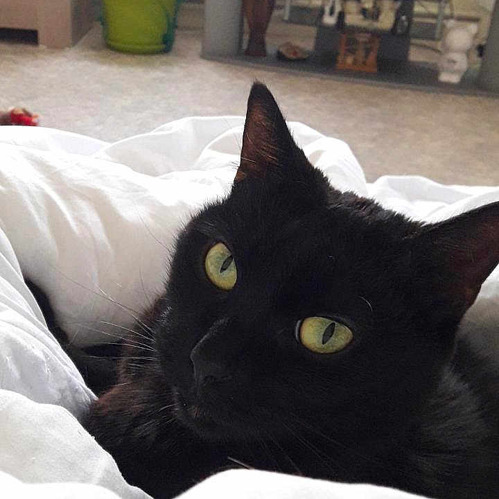 Maya