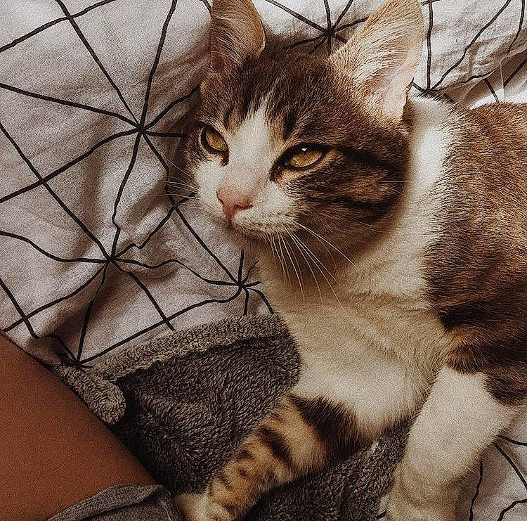 Mimouss a rejoint le concours — aidez-le/la à gagner de superbes lots ! aegean_cat, american_shorthair, american_wirehair, asian, carnivore, cat, domestic_short_haired_cat, dragon_li, european_shorthair, eye, felidae, fur, kitten, small_to_medium_sized_cats, snout, tabby_cat, tree, whiskers