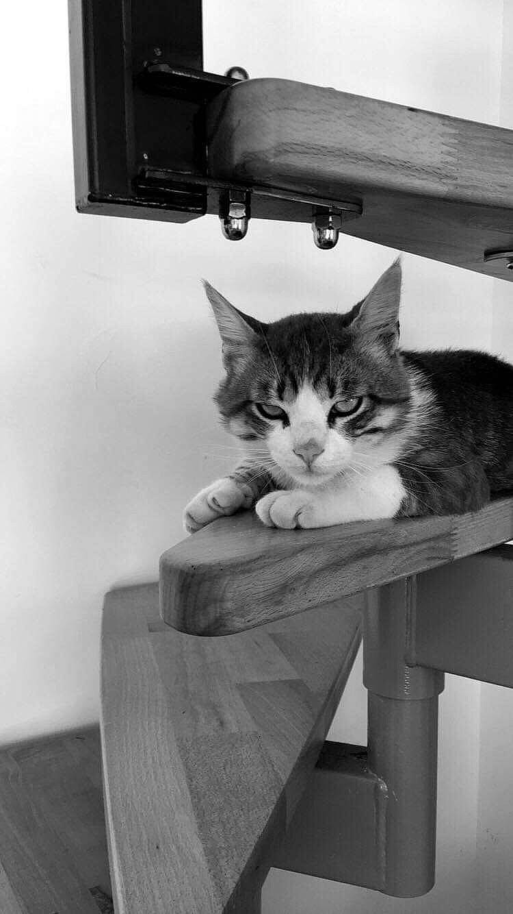 Mimouss participe au concours pour gagner de l'argent avec cette photo : aegean_cat, asian, black_and_white, carnivore, cat, domestic_short_haired_cat, european_shorthair, felidae, kitten, monochrome, photography, polydactyl_cat, sitting, small_to_medium_sized_cats, tabby_cat, whiskers