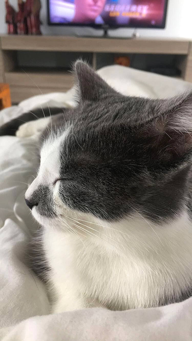 Moustache participe au concours pour gagner de l'argent avec cette photo : black_and_white, carnivore, cat, domestic_short_haired_cat, ear, felidae, fur, kitten, nap, norwegian_forest_cat, nose, polydactyl_cat, small_to_medium_sized_cats, snout, whiskers