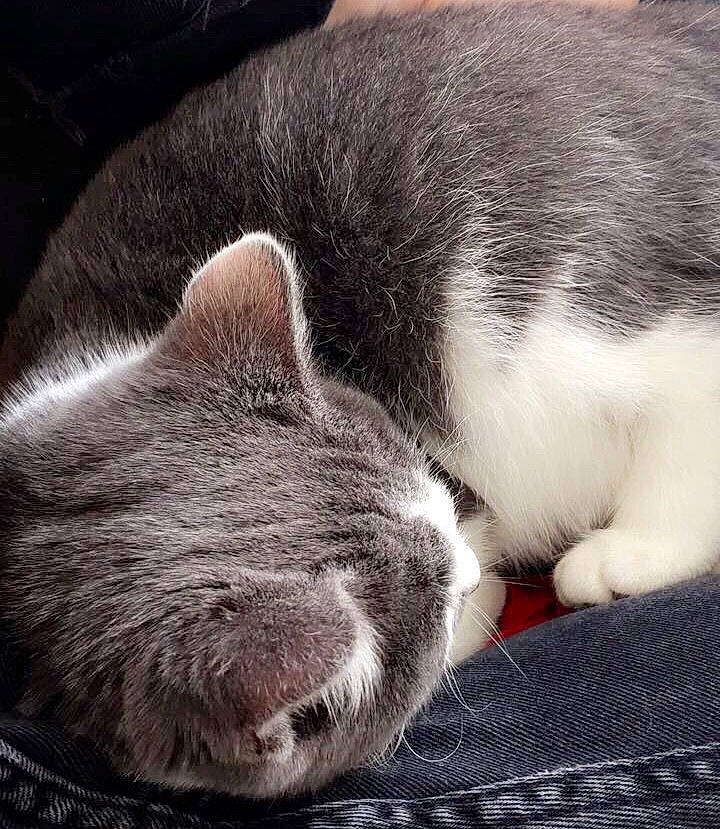 Moustache participe au concours pour gagner de l'argent avec cette photo : british_shorthair, carnivore, cat, claw, domestic_short_haired_cat, ear, european_shorthair, felidae, fur, kitten, mammal, nap, nose, paw, polydactyl_cat, sleep, small_to_medium_sized_cats, snout, tail, whiskers