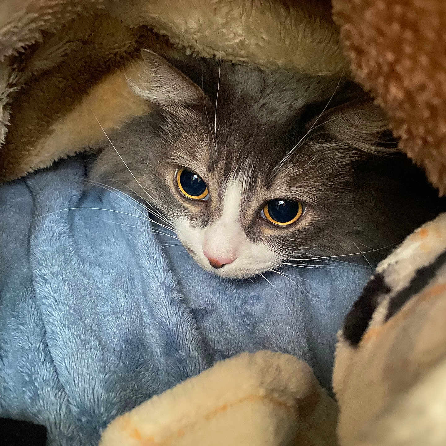 Sushi joined the competition — help win amazing prizes! abyssinian, animal, blanket, cat, kitten, laundry, manx, pet, quilt, towel