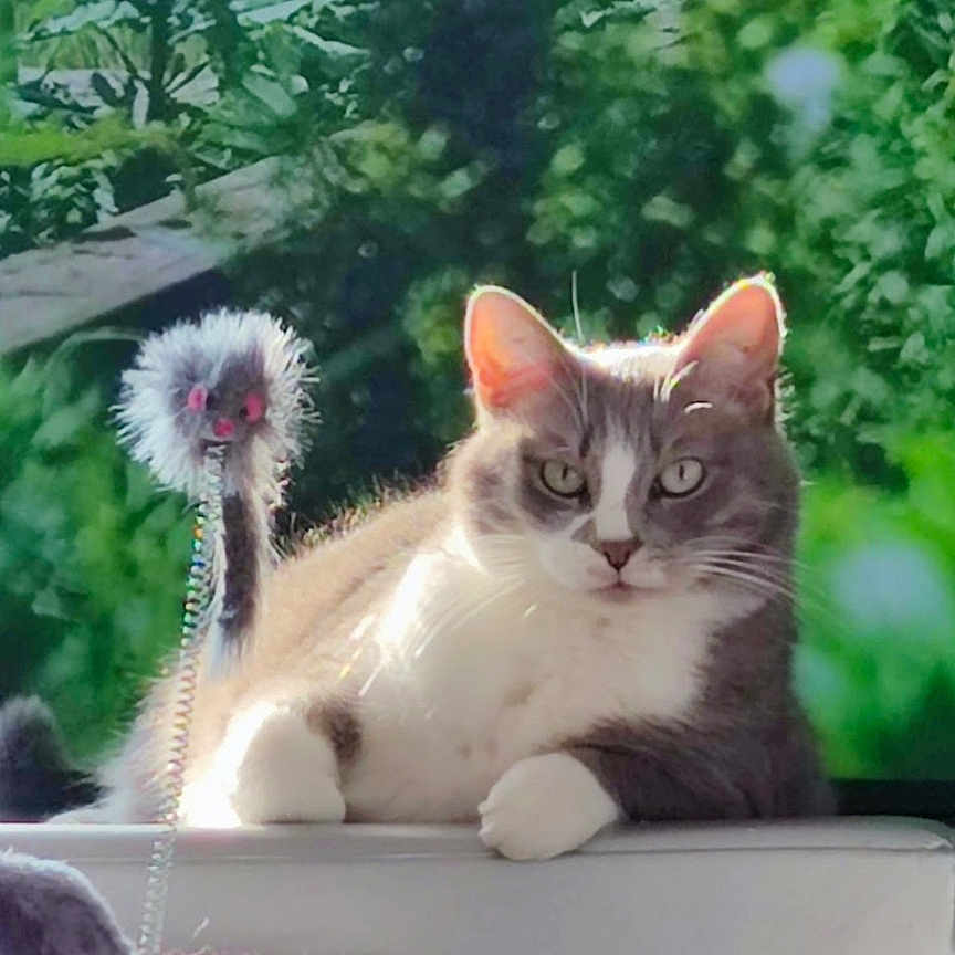 Maya a rejoint le concours — aidez-le/la à gagner de superbes lots ! animal, cat, ears, face, feline, fur, garden, gray_cat, greenery, nature, outdoor, paws, pet, relaxed, resting, spring_toy, sunlight, toy, whiskers, white_cat