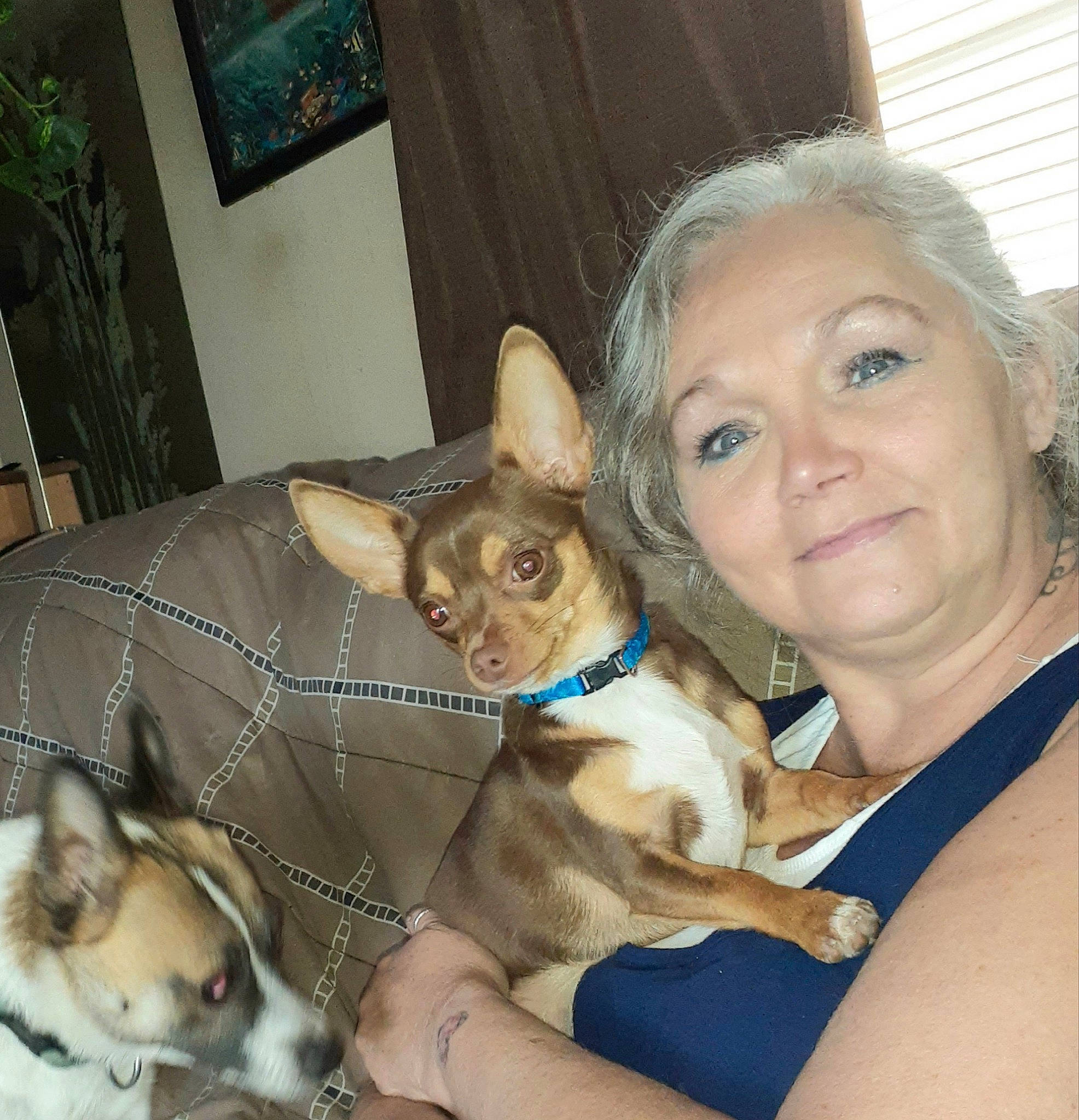 Luna joined the competition — help win amazing prizes! canidae, carnivore, comfort, companion_dog, couch, curtain, dog, dog_breed, fawn, felidae, fur, lap, mammal, picture_frame, plant, small_to_medium_sized_cats, snout, sporting_group, whiskers, working_animal