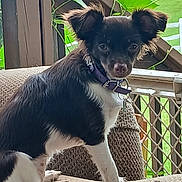 Ellamay is registered to the contest to win money with this photo: alert, animal, black_and_white, collar, couch, cute, dog, domestic_animal, ears, fur, greenery, indoor, leaves, pet, porch, sitting, small_dog, tag, texture, wooden_railing