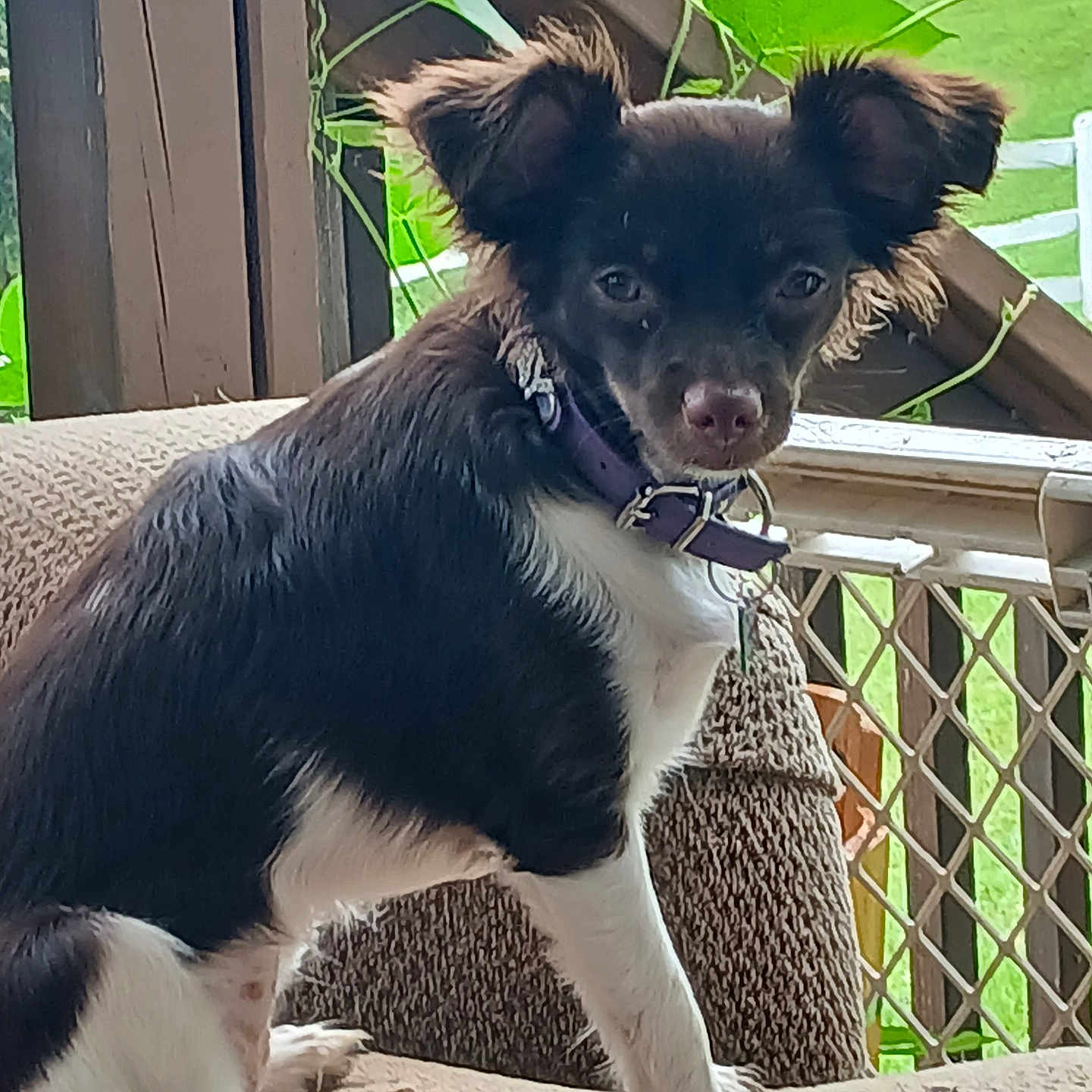 Ellamay is registered to the contest to win money with this photo: alert, animal, black_and_white, collar, couch, cute, dog, domestic_animal, ears, fur, greenery, indoor, leaves, pet, porch, sitting, small_dog, tag, texture, wooden_railing