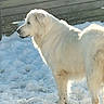 animal, backyard, canine, daylight, dog, fence, fluffy, fur, large_dog, nature, outdoor, pet, portrait, profile, snow, snowy_ground, standing, sunlight, white_dog, winter