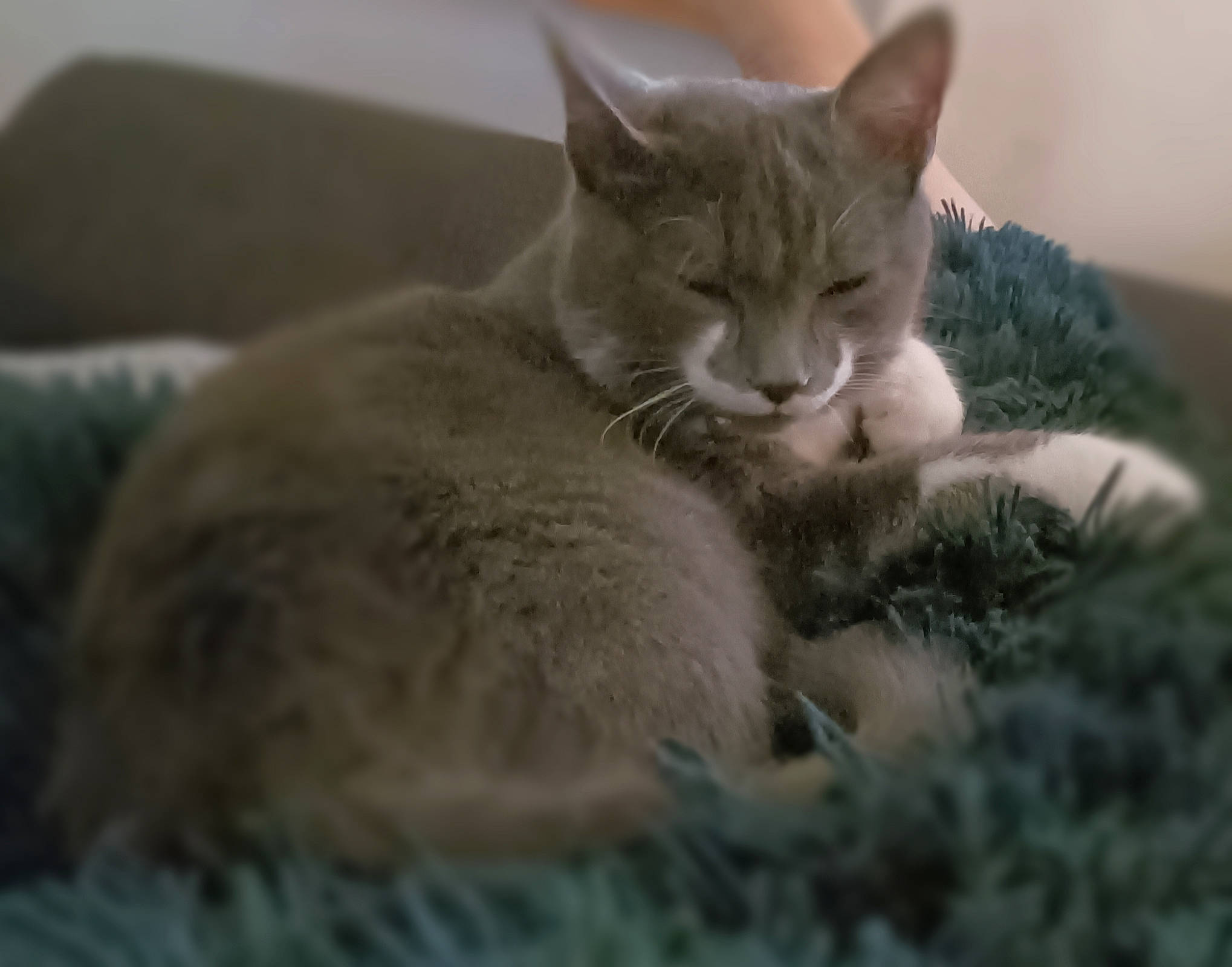 Moustache participe au concours pour gagner de l'argent avec cette photo : carnivore, cat, claw, comfort, domestic_short_haired_cat, felidae, fur, gesture, grey, paw, small_to_medium_sized_cats, snout, tail, terrestrial_animal, whiskers