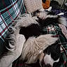 Guccy participe au concours pour gagner de l'argent avec cette photo : dog, black_and_white, fluffy, sleeping, lying_down, upside_down, pet, animal, fur, paws, snout, indoors, blanket, plaid, couch, pillow, cozy, relaxed, nap, portrait