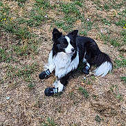 Guccy participe au concours pour gagner de l'argent avec cette photo : dog, border_collie, black_and_white, outdoors, grass, lawn, dry_grass, flowers, wildflowers, lying_down, pet, animal, fur, fluffy_tail, pointed_ears, dog_boots, paw_protection, portrait, natural_light, yard