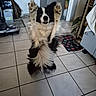 Guccy participe au concours pour gagner de l'argent avec cette photo : dog, pet, black_and_white, lying_down, belly_up, raised_paws, playful, happy, open_mouth, fluffy, long_hair, indoor, kitchen, tile_floor, refrigerator, pet_bowl, feeding_mat, household, portrait, funny_pose