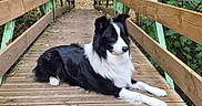 Guccy a rejoint le concours — aidez-le/la à gagner de superbes lots ! dog, border_collie, black_and_white, pet, animal, bridge, wooden_bridge, forest, woodland, nature, outdoors, greenery, trees, leaves, lying_down, relaxed, long_fur, floppy_ears, white_chest, portrait