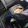 cat, dog, pets, animals, car, vehicle, passenger_seat, interior, sleeping, resting, collar, harness, black_and_white, tabby, fur, road_trip, transportation, dashboard, seatbelt, cozy