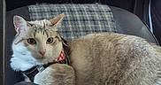 Gnoky a rejoint le concours — aidez-le/la à gagner de superbes lots ! cat, feline, pet, animal, cream_fur, white_fur, tabby, collar, harness, car, car_interior, seat, blanket, indoor, portrait, lying_down, looking_at_camera, whiskers, ears, relaxed