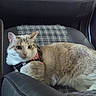 cat, feline, pet, animal, cream_fur, white_fur, tabby, collar, harness, car, car_interior, seat, blanket, indoor, portrait, lying_down, looking_at_camera, whiskers, ears, relaxed