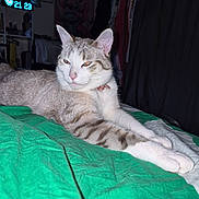 Gnoky a rejoint le concours — aidez-le/la à gagner de superbes lots ! cat, tabby_cat, white_cat, pet, animal, lying_down, relaxed, sleepy, bed, bedspread, green_blanket, bedroom, indoors, night, digital_clock, collar, pink_nose, pointed_ears, stretched_legs, portrait