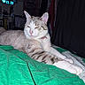 cat, tabby_cat, white_cat, pet, animal, lying_down, relaxed, sleepy, bed, bedspread, green_blanket, bedroom, indoors, night, digital_clock, collar, pink_nose, pointed_ears, stretched_legs, portrait