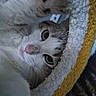 cat, kitten, pet, animal, feline, white_fur, gray_markings, pink_nose, blue_eyes, wide_eyes, whiskers, closeup, portrait, upside_down, hammock, cozy, soft_fabric, yellow, indoor, curious