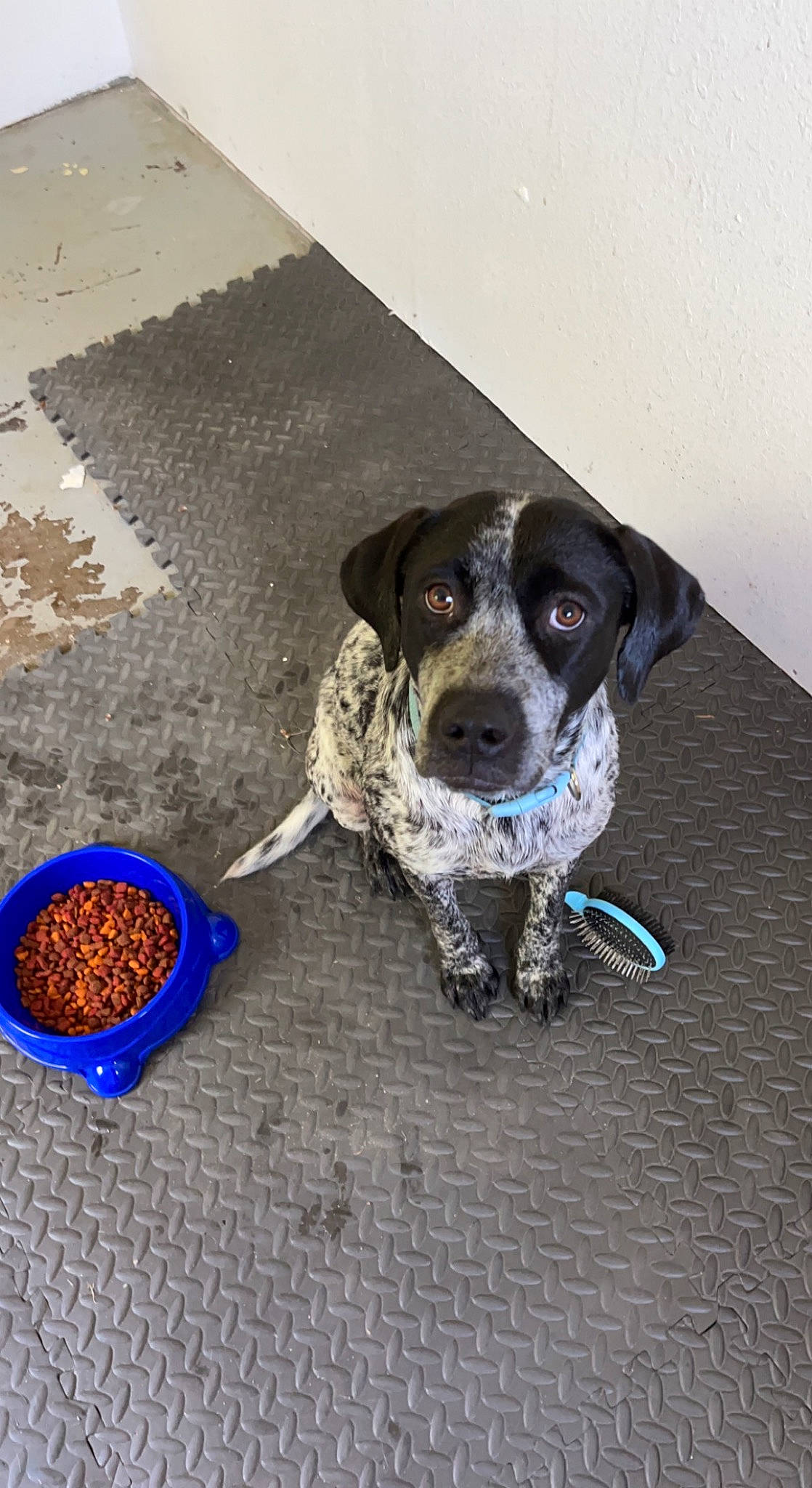 Daisy joined the competition — help win amazing prizes! asphalt, borador, carnivore, collar, companion_dog, dog, dog_breed, dog_collar, dog_food, electric_blue, flooring, food, leash, mat, paw, pet_food, pointing_breed, road_surface, sporting_group, working_animal