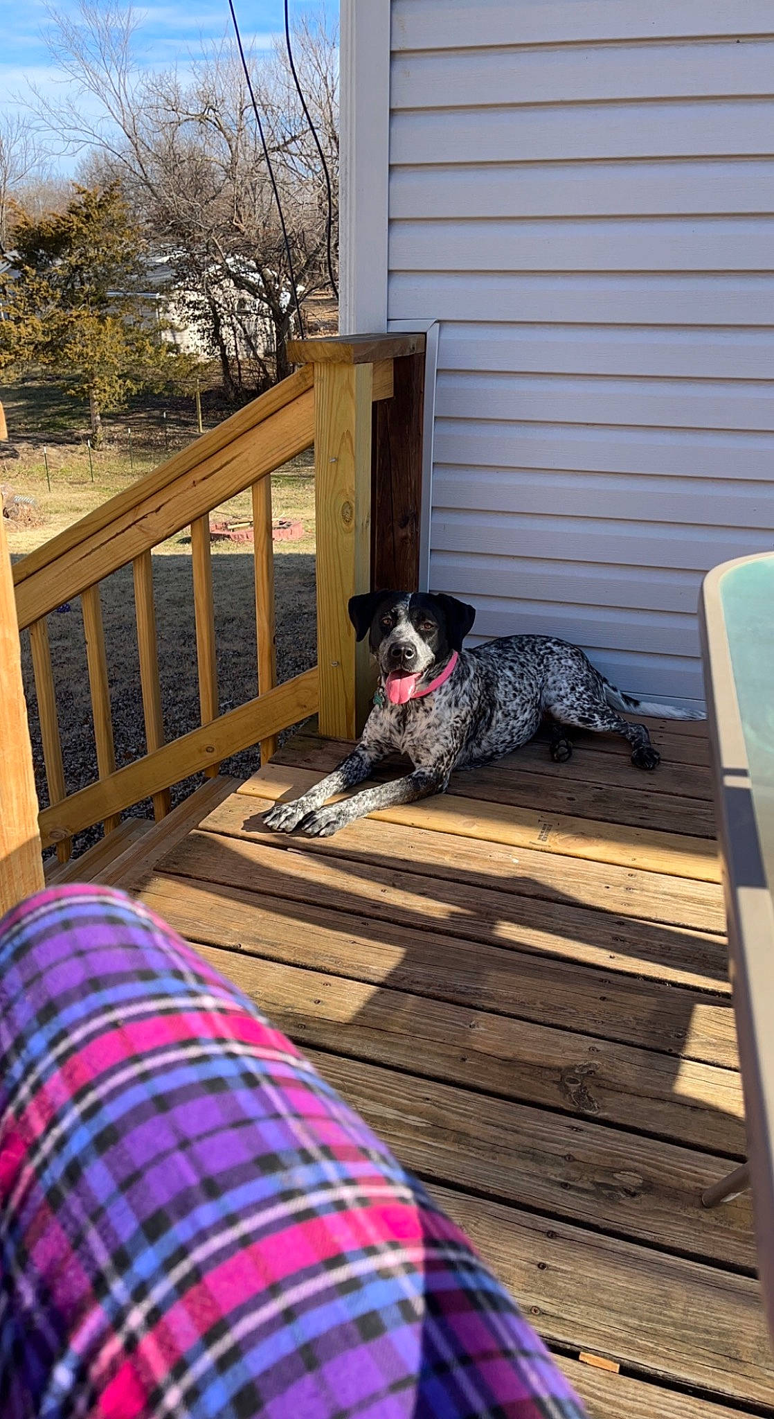 Daisy is registered to the contest to win money with this photo: carnivore, companion_dog, cottage, deck, dog, dog_breed, flooring, grass, hardwood, home, leisure, plant, porch, shade, siding, sporting_group, tartan, tints_and_shades, tree, wood