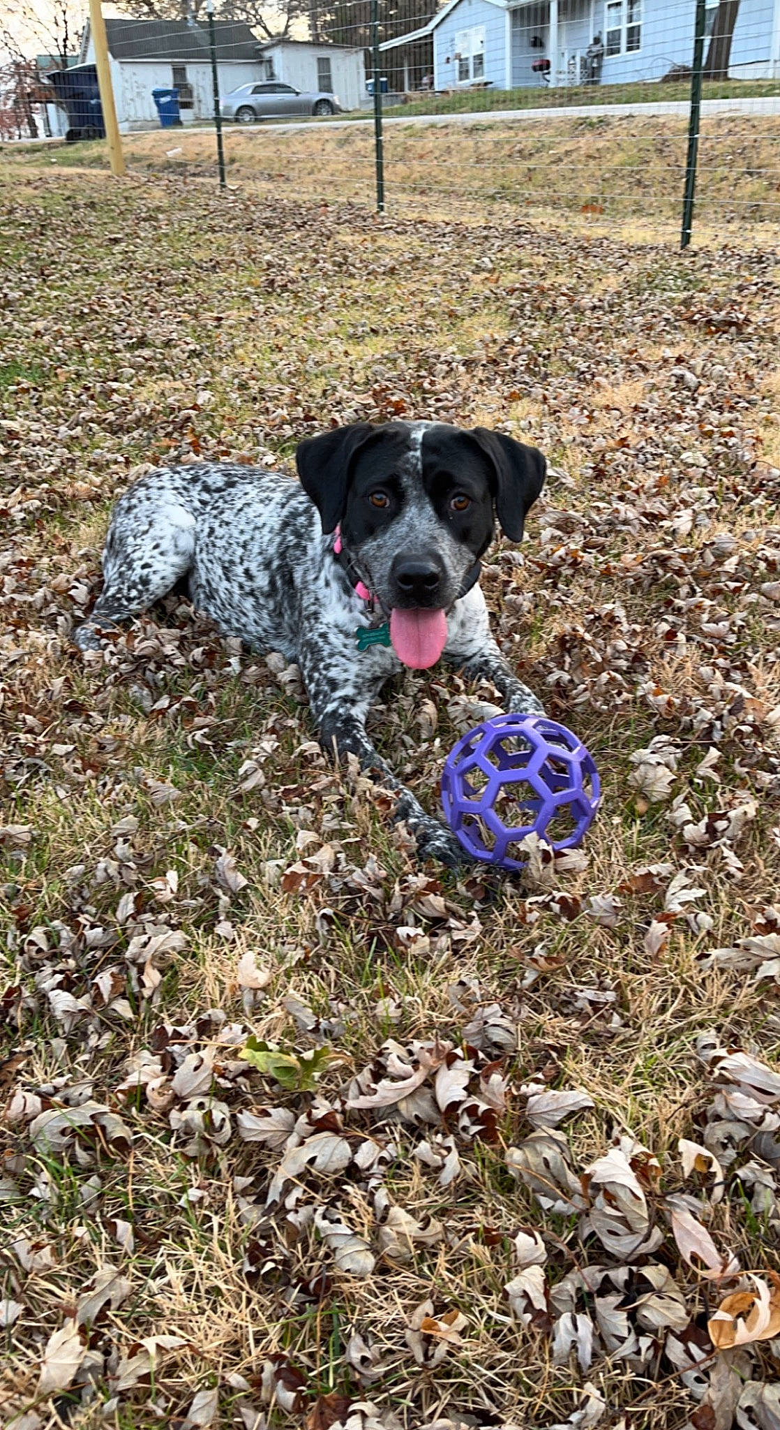 Daisy is registered to the contest to win money with this photo: canidae, carnivore, collar, companion_dog, dog, dog_breed, dog_collar, grass, groundcover, gun_dog, hunting_dog, non_sporting_group, plant, shrub, soil, sporting_group, tail, tree, working_animal, working_dog
