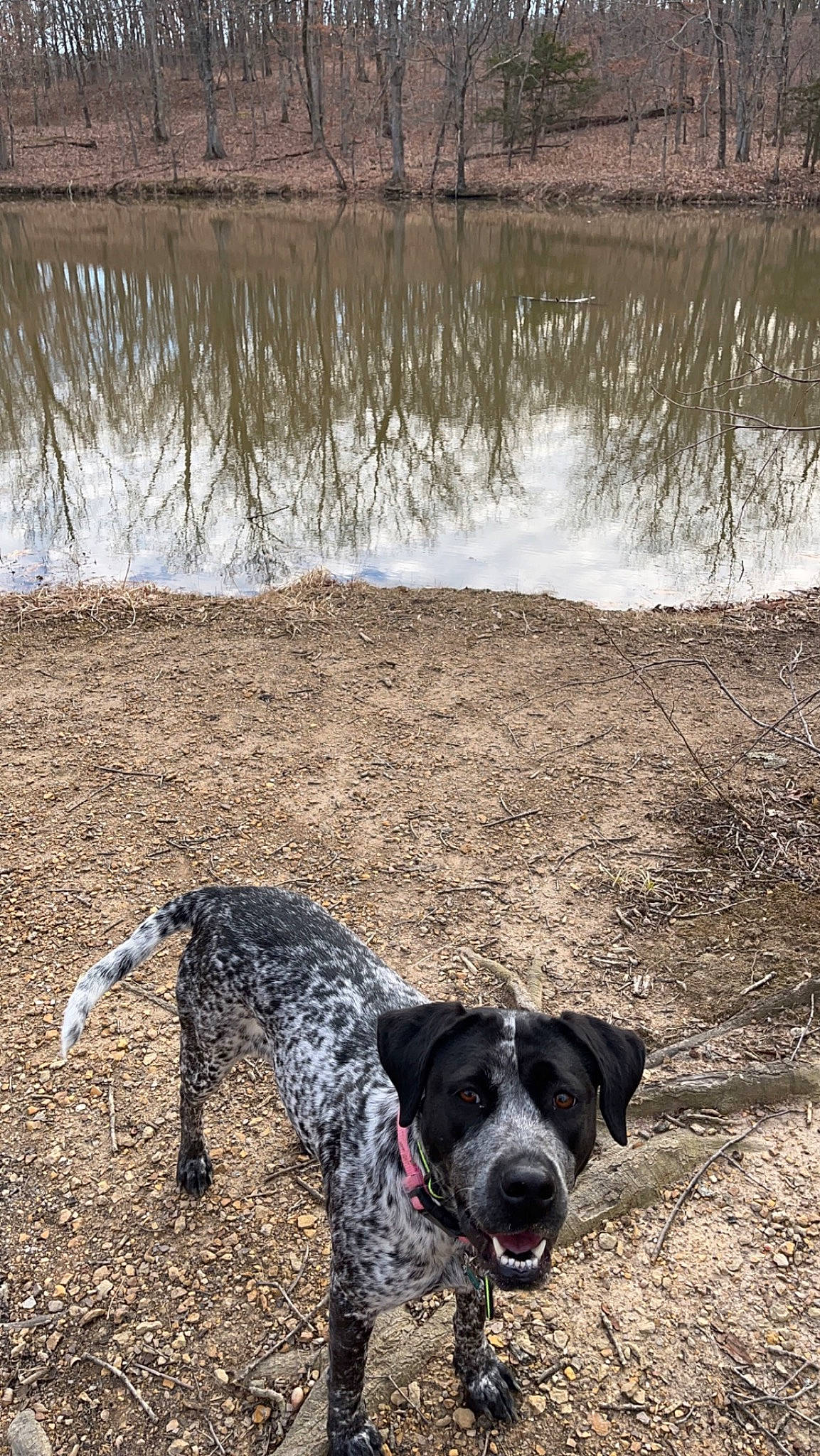 Daisy joined the competition — help win amazing prizes! canidae, carnivore, collar, dog, dog_breed, dog_collar, grass, lacustrine_plain, lake, landscape, leash, natural_landscape, plant, pointing_breed, reservoir, soil, tail, water, wetland, working_animal
