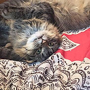 Chuck joined the competition — help win amazing prizes! cat, fluffy, lying_down, upside_down, green_eyes, blanket, patterned, furniture, indoor, cozy, soft_lighting, pet, cute, relaxed, fur, whiskers, bed, comfort, domestic, animal