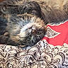 cat, fluffy, lying_down, upside_down, green_eyes, blanket, patterned, furniture, indoor, cozy, soft_lighting, pet, cute, relaxed, fur, whiskers, bed, comfort, domestic, animal
